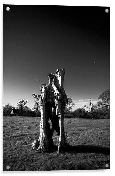 Old Tree Stump Acrylic by Nigel Bangert