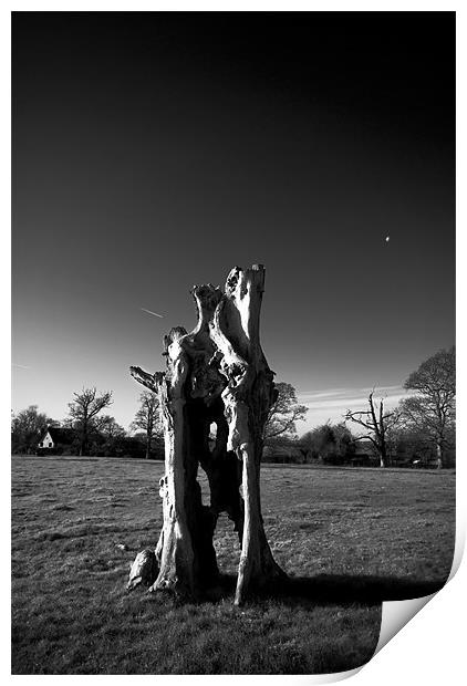 Old Tree Stump Print by Nigel Bangert