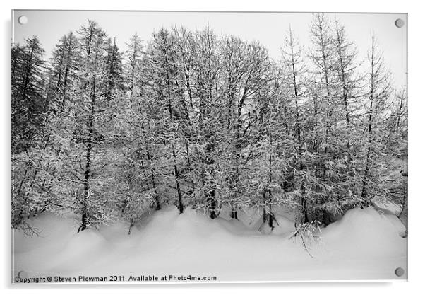 Trees in snow Acrylic by Steven Plowman