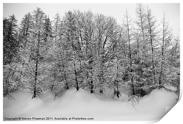 Trees in snow Print by Steven Plowman