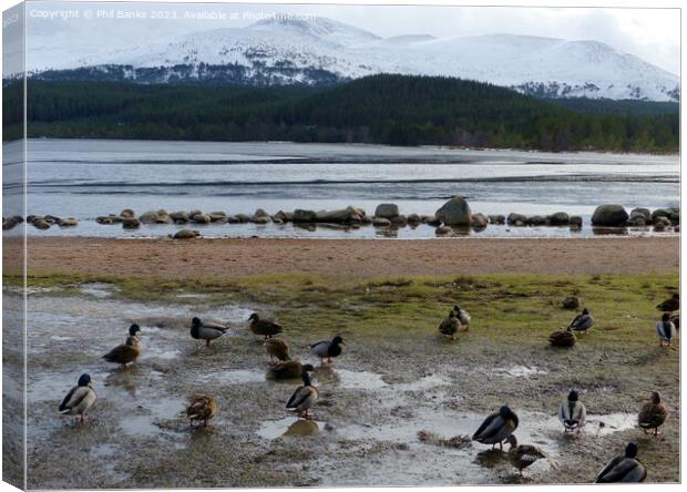 Mallard Ducks beside Frozen Loch Morlich Canvas Print by Phil Banks