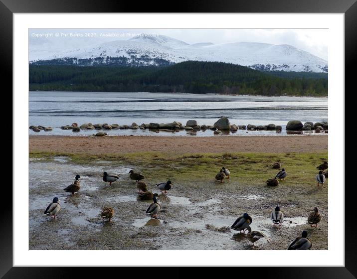 Mallard Ducks beside Frozen Loch Morlich Framed Mounted Print by Phil Banks