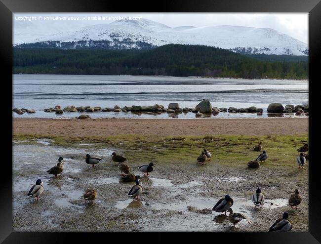 Mallard Ducks beside Frozen Loch Morlich Framed Print by Phil Banks
