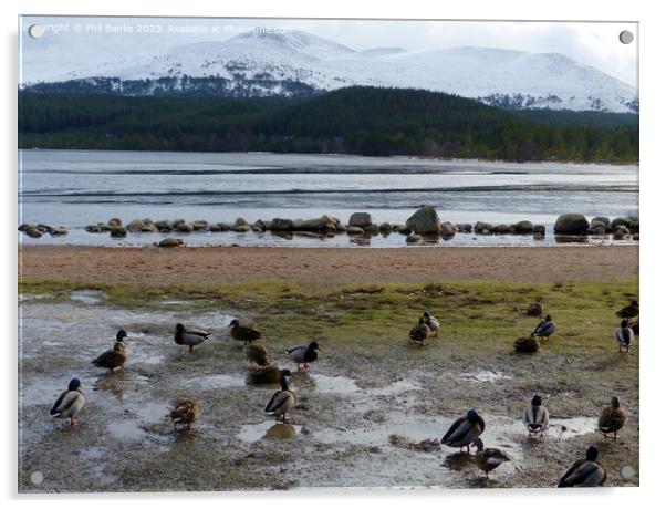 Mallard Ducks beside Frozen Loch Morlich Acrylic by Phil Banks