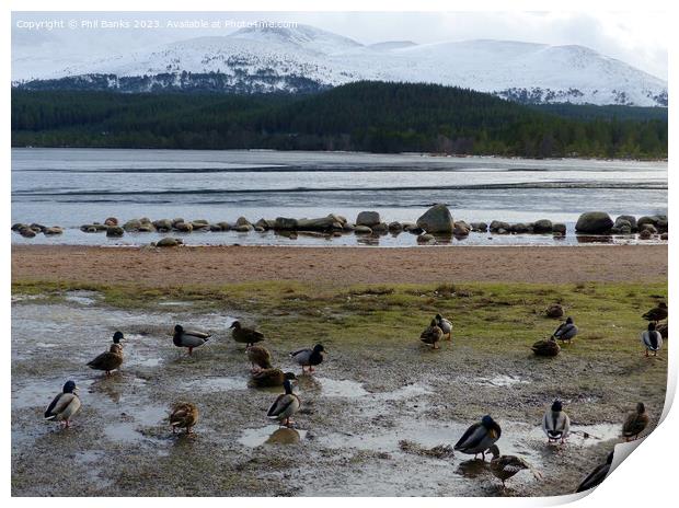 Mallard Ducks beside Frozen Loch Morlich Print by Phil Banks