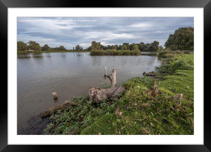 Fallen log in pond left to create a habitat for wildlife Framed Mounted Print by Kevin White