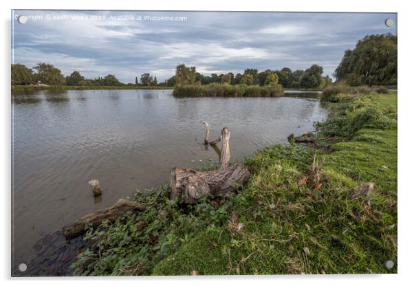 Fallen log in pond left to create a habitat for wildlife Acrylic by Kevin White