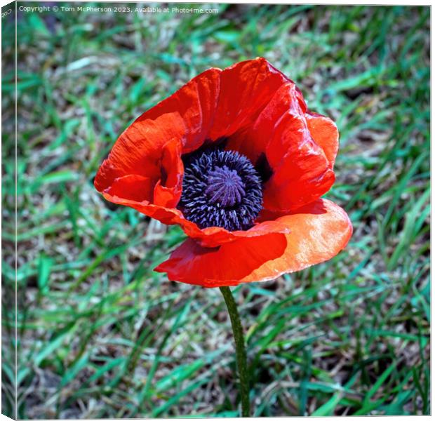Lone Red Poppy Canvas Print by Tom McPherson