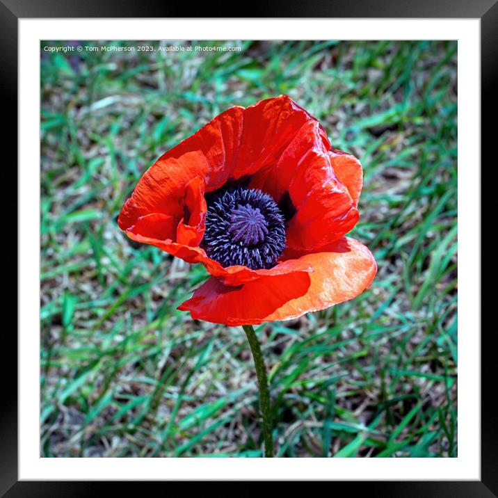 Lone Red Poppy Framed Mounted Print by Tom McPherson