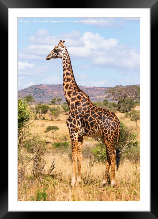 Masai Giraffe Bull Framed Mounted Print by Howard Kennedy