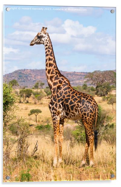 Masai Giraffe Bull Acrylic by Howard Kennedy