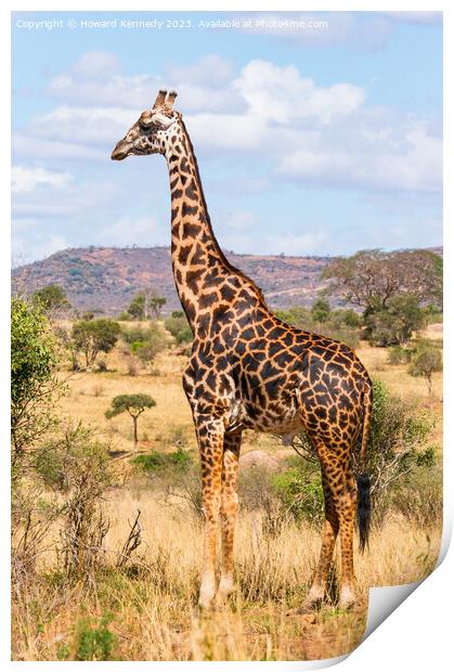 Masai Giraffe Bull Print by Howard Kennedy