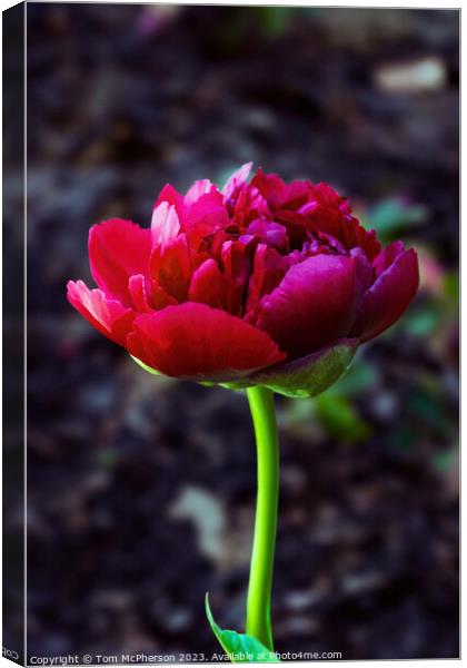 single red peony rose Canvas Print by Tom McPherson