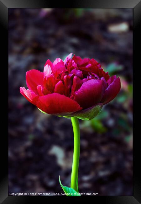 single red peony rose Framed Print by Tom McPherson
