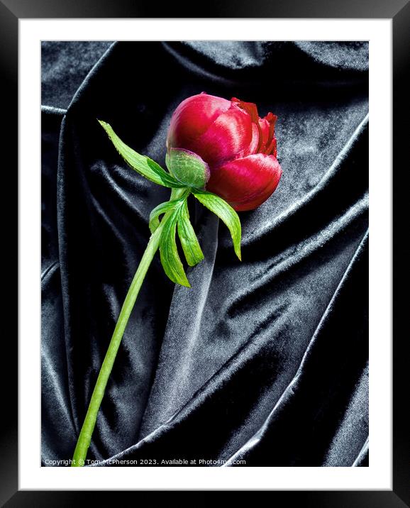 single red peony rose on black velvet Framed Mounted Print by Tom McPherson