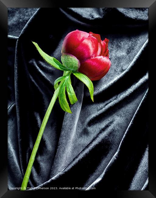 single red peony rose on black velvet Framed Print by Tom McPherson