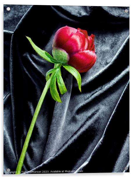 single red peony rose on black velvet Acrylic by Tom McPherson