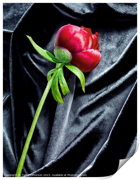 single red peony rose on black velvet Print by Tom McPherson