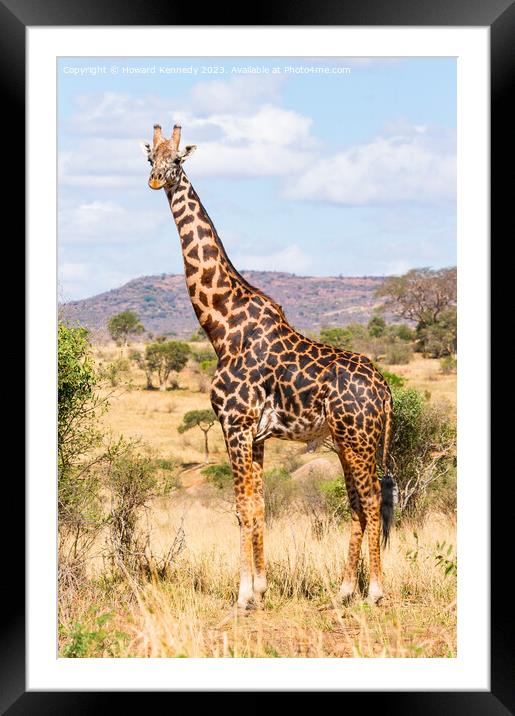 Masai Giraffe Bull Framed Mounted Print by Howard Kennedy