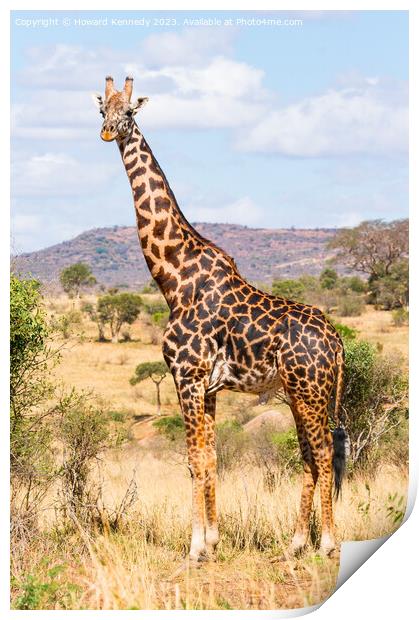Masai Giraffe Bull Print by Howard Kennedy