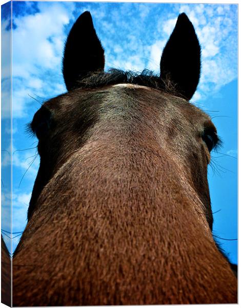 Horsing Around... Canvas Print by Mark Woodall