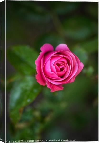 Simplicity of Rose. Canvas Print by 28sw photography