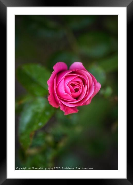 Simplicity of Rose. Framed Mounted Print by 28sw photography