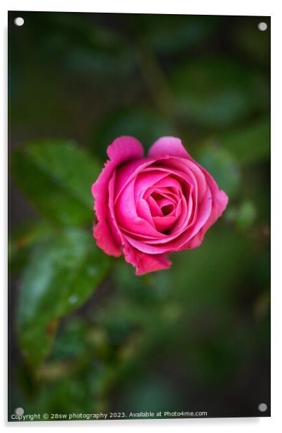 Simplicity of Rose. Acrylic by 28sw photography
