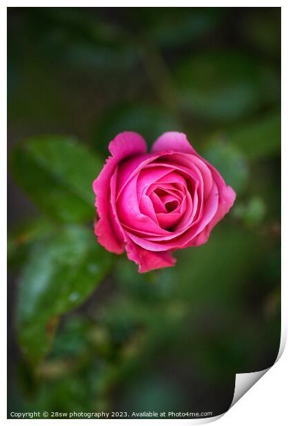Simplicity of Rose. Print by 28sw photography