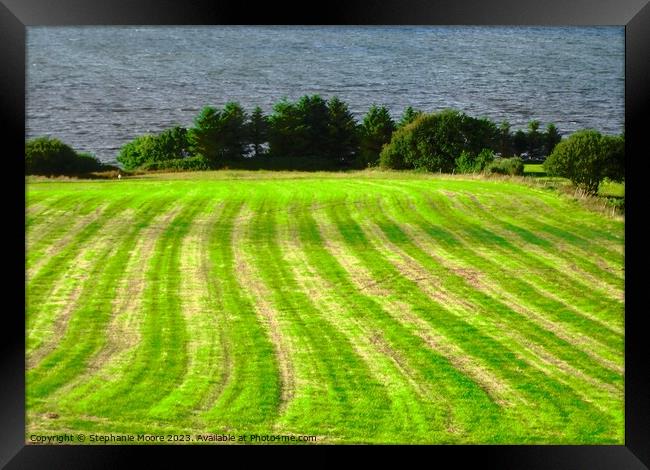 Irish hayfield Framed Print by Stephanie Moore