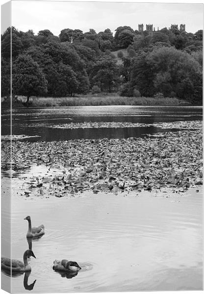 Swans with Hardwick Hall Canvas Print by Ashley Ridpath