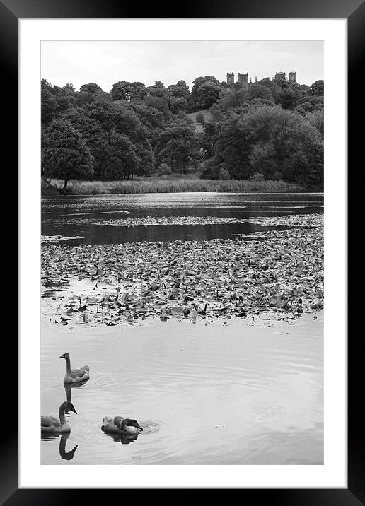 Swans with Hardwick Hall Framed Mounted Print by Ashley Ridpath