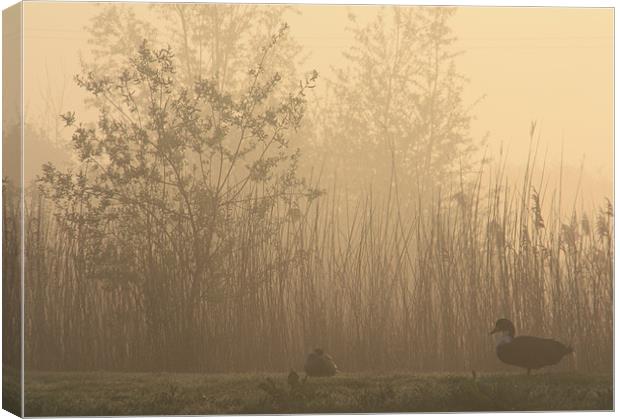 Ducks at dawn Canvas Print by Linsey Williams