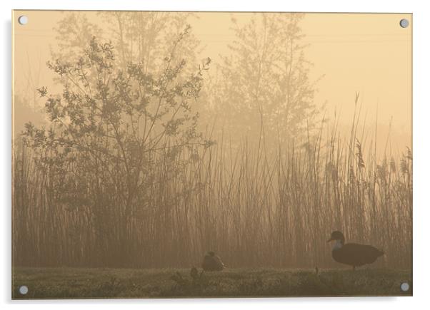 Ducks at dawn Acrylic by Linsey Williams
