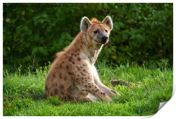  Joyful Hyena Amidst Greenery Print by rawshutterbug 