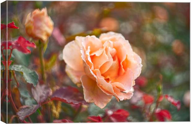 Garden Rose Canvas Print by Alison Chambers