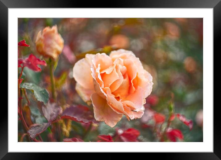 Garden Rose Framed Mounted Print by Alison Chambers