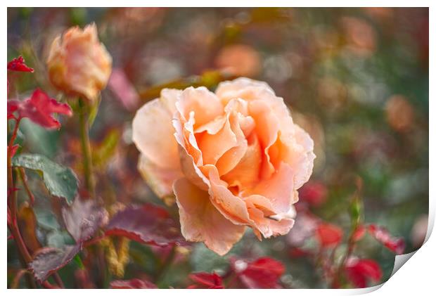Garden Rose Print by Alison Chambers