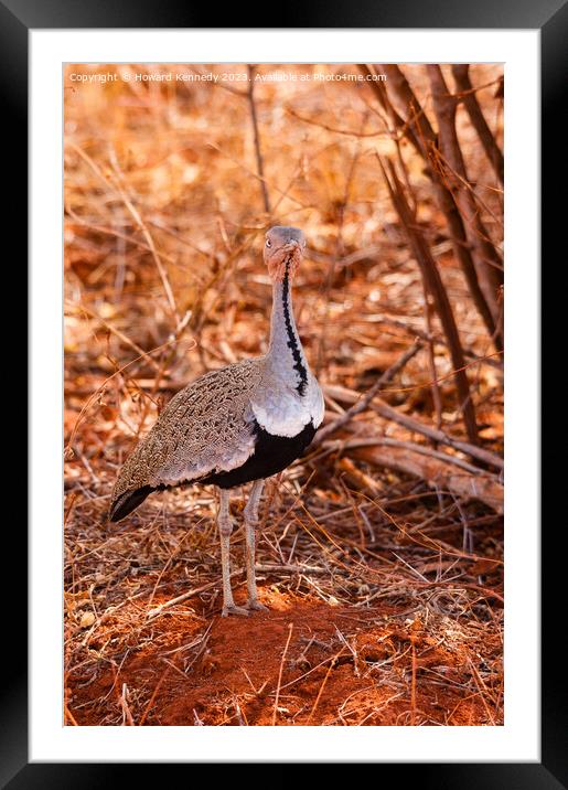 Buff-Crested Bustard Framed Mounted Print by Howard Kennedy