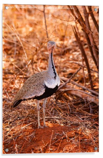 Buff-Crested Bustard Acrylic by Howard Kennedy