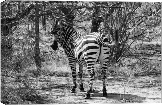 Burchells Zebra stallion looking back in black and white Canvas Print by Howard Kennedy