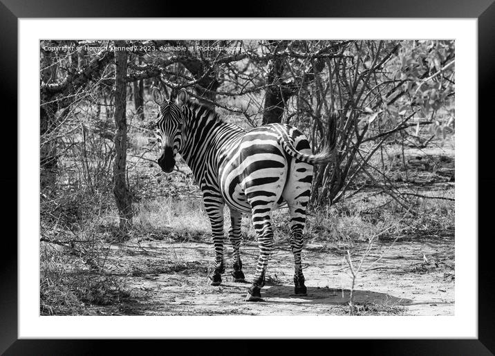 Burchells Zebra stallion looking back in black and white Framed Mounted Print by Howard Kennedy