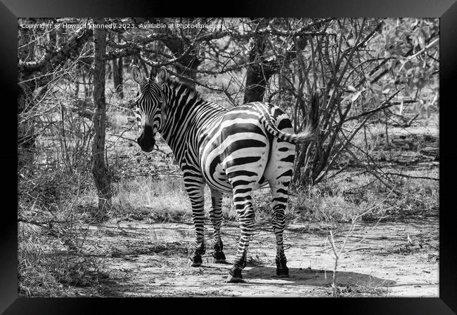 Burchells Zebra stallion looking back in black and white Framed Print by Howard Kennedy