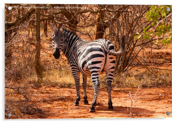 Burchells Zebra stallion looking back Acrylic by Howard Kennedy