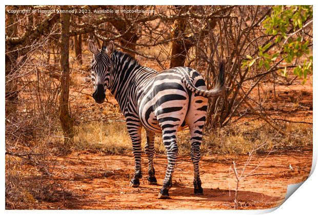 Burchells Zebra stallion looking back Print by Howard Kennedy