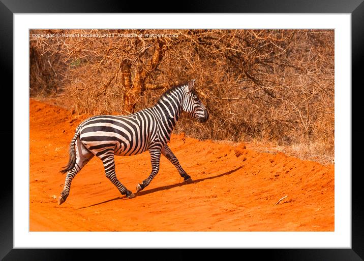 Burchells Zebra stallion trotting Framed Mounted Print by Howard Kennedy