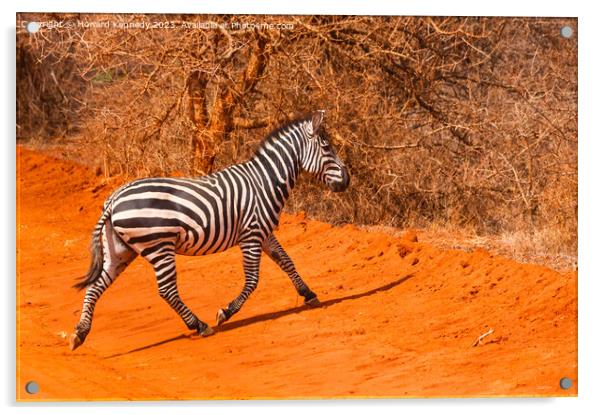 Burchells Zebra stallion trotting Acrylic by Howard Kennedy