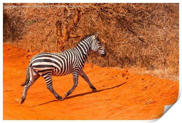 Burchells Zebra stallion trotting Print by Howard Kennedy