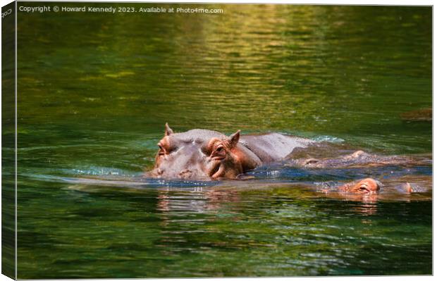 Hippos in Mzima Springs Canvas Print by Howard Kennedy