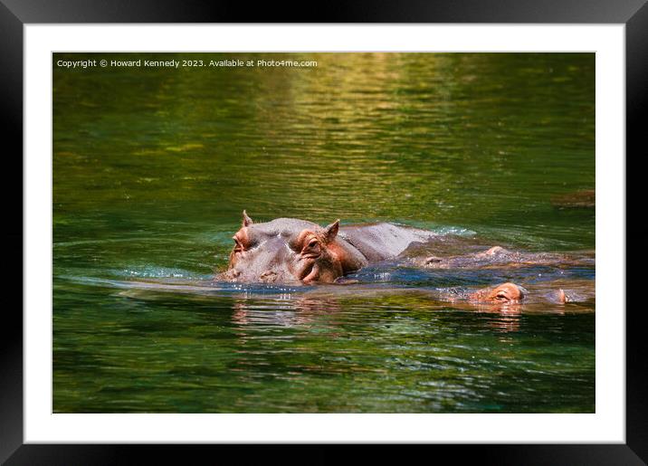 Hippos in Mzima Springs Framed Mounted Print by Howard Kennedy